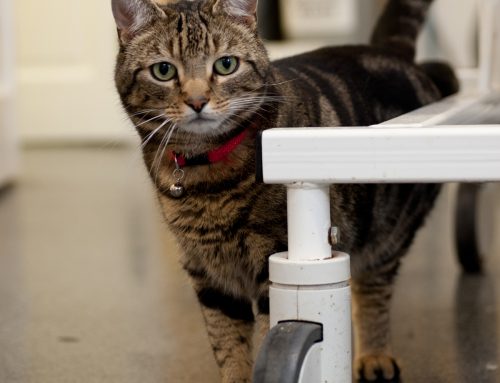 Class aptent taciti sociosqu ad litora torquent