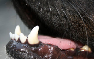 dog teeth