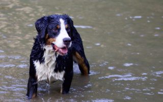 a dog in the river