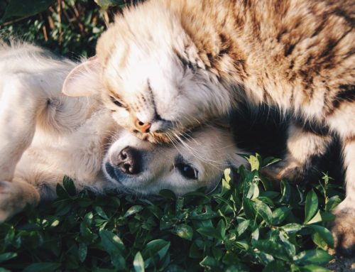 Which vaccines do my cat and dog need?