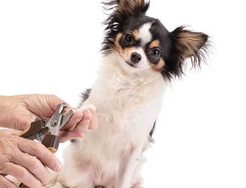 My dog hates having his claws clipped – what can I do?