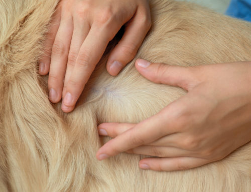 Getting Your Pet’s Skin Checked
