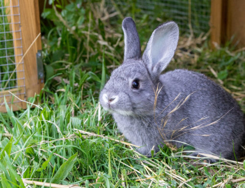 All About Rabbit Vaccinations
