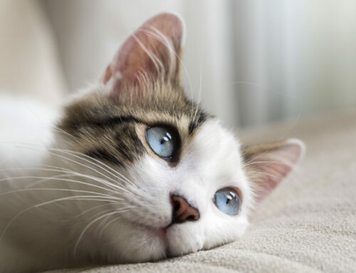 Blindness in cats; is it a problem?