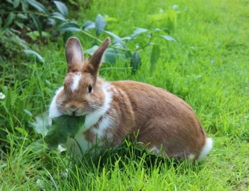 Dental abscesses in rabbits; what are they, and what can we do about them?